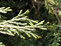 Juniperus Chinensis (fam Cupressacees) (USA) (Photo F. Mrugala) (3)